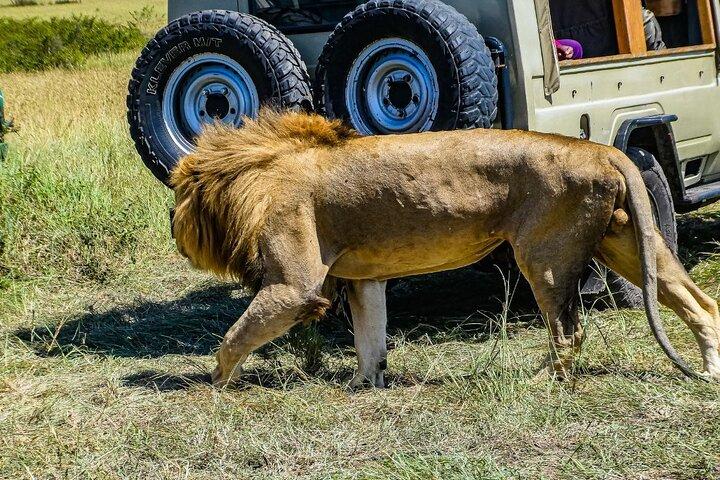 3-Day Masai Mara Migration Small Group Guided Safari from Nairobi