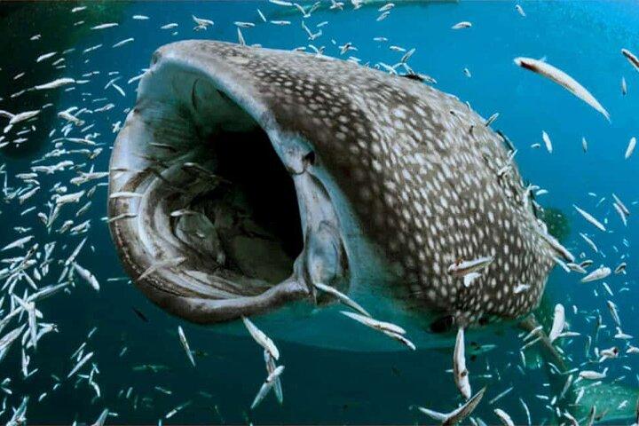 Swim with Whale Shark from Isla Mujeres and Cancun