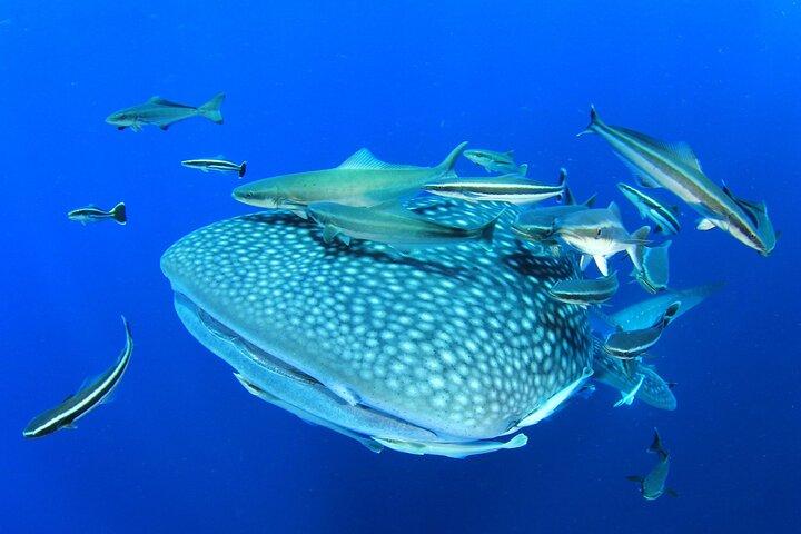 Swim with Whale Shark from Isla Mujeres and Cancun