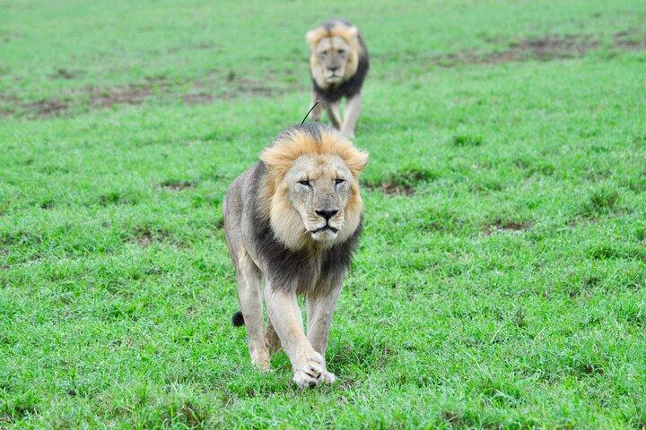 Addo Elephant Day Safari – Shore Excursion from Port Elizabeth