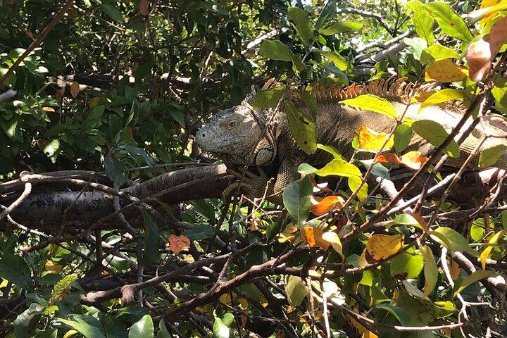 Roatan Iguana Park and Monkey/Sloth park Sanctuary and Beach Stop