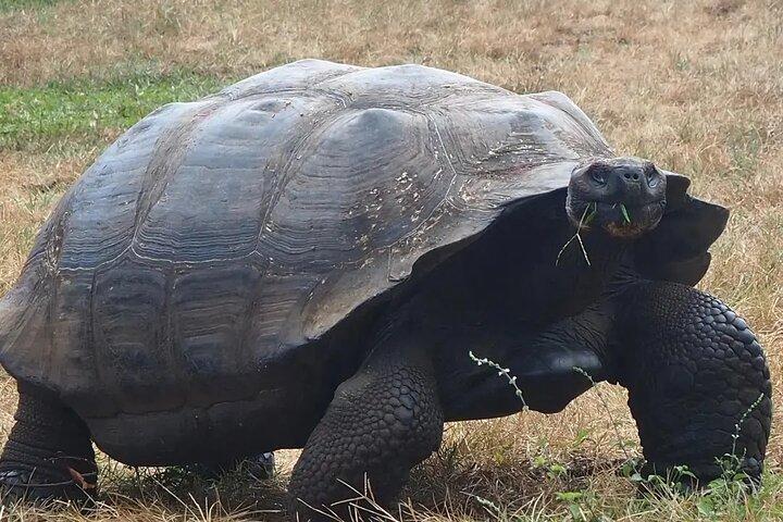 Giant Turtle Watching and Lava Tunnels Tour