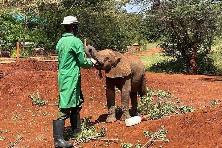 8-Day Private Safari in Kenya and Tanzania Tour