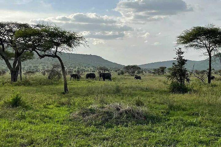 8-Day Private Safari in Kenya and Tanzania Tour