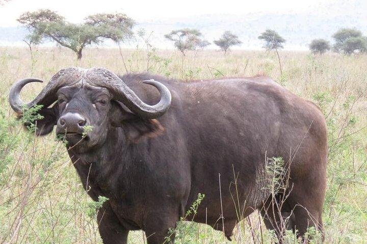 2 Days Private Serengeti Safari Tour