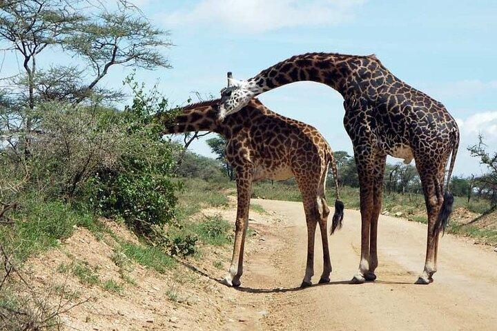 2 Days Private Serengeti Safari Tour