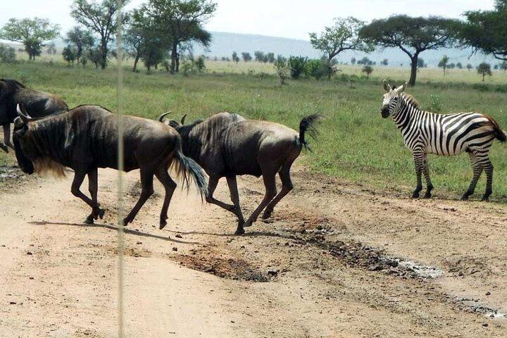 2 Days Private Serengeti Safari Tour