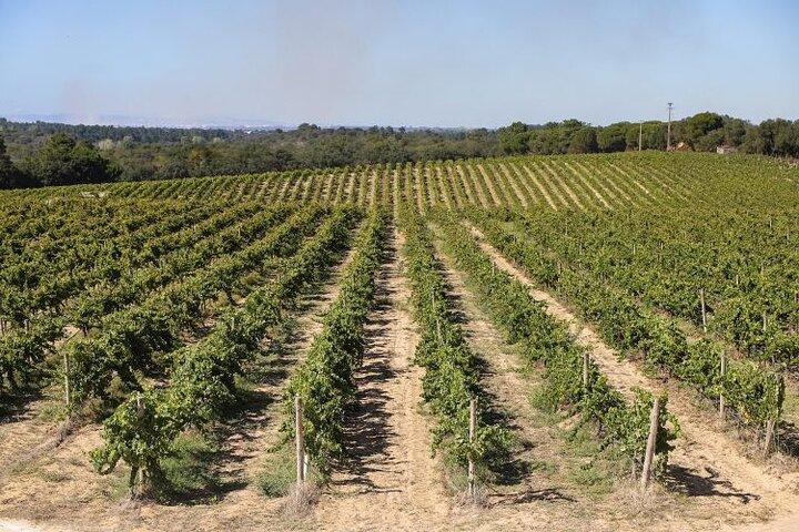 Small Group Full-Day Arrábida Wine Tour and Food Tasting