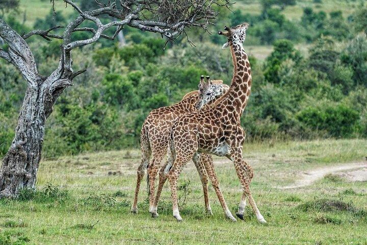 3 Days lodge Safari to Tarangire, Lake Manyara and Ngorongoro