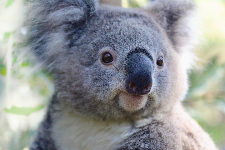 Horse Riding, Koalas & Kangaroos - Wild Australia: Private Tour