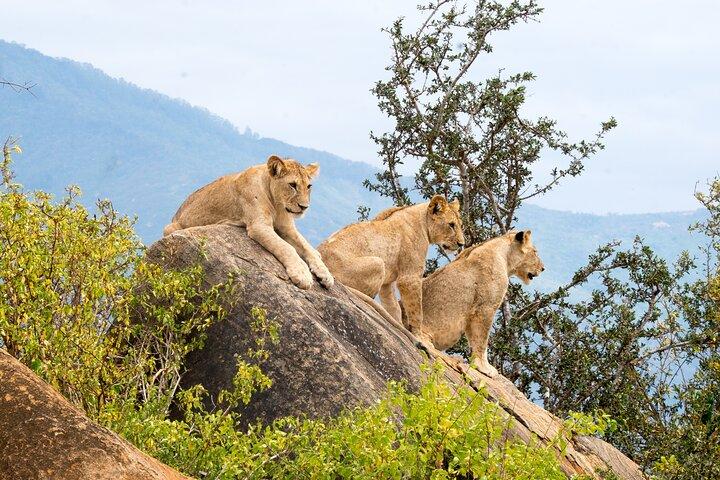 3 Days 2 Nights Masai Mara Standard Safari