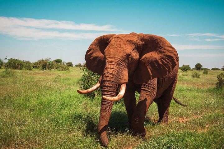 3 Days 2 Nights Masai Mara Standard Safari