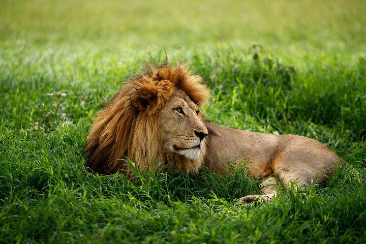 2 Days Tour in Lake Manyara National Park & Ngorongoro Crater