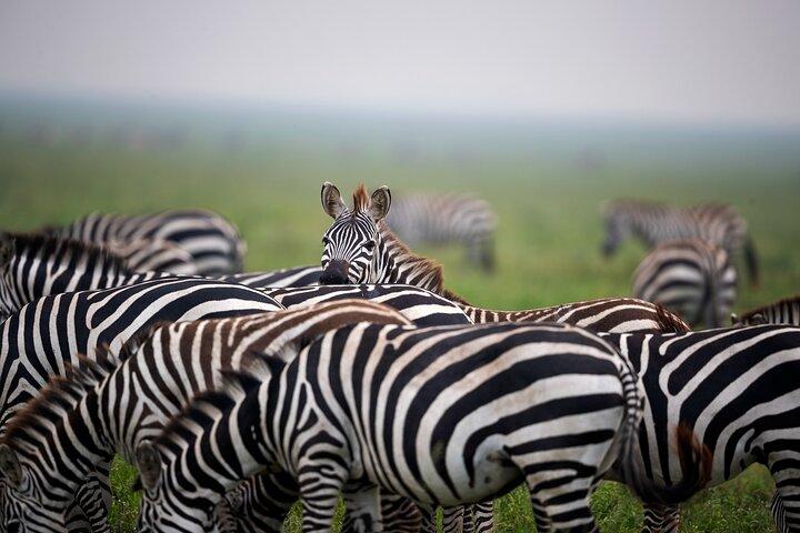 2 Days Tour in Lake Manyara National Park & Ngorongoro Crater