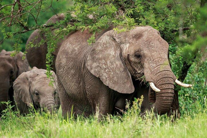2 Days Tour in Lake Manyara National Park & Ngorongoro Crater