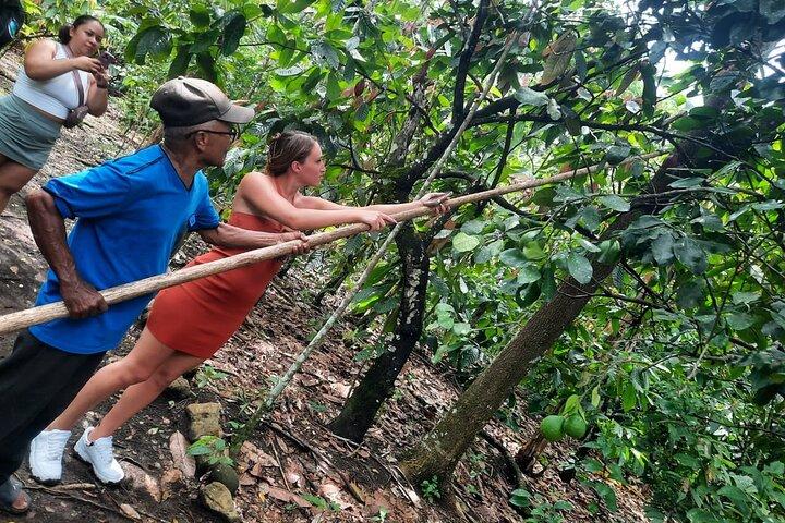 Cocoa & Artisan Chocolate Route with an Historical Tour in Puerto Plata City