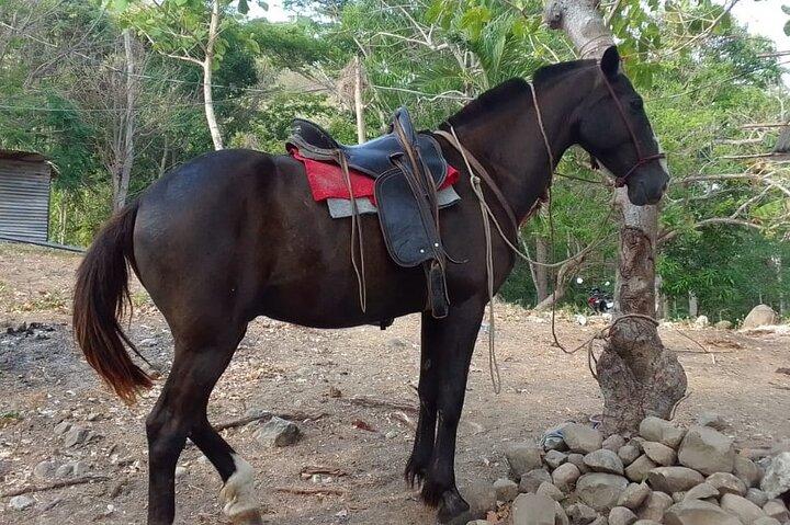 1 1/2 hours Tour Horseback Riding and Visiting the Beach