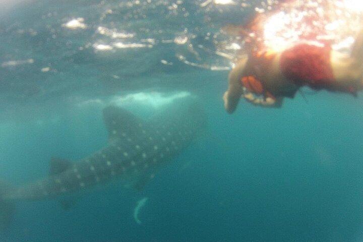 Swim with Whale Shark from Isla Mujeres and Cancun