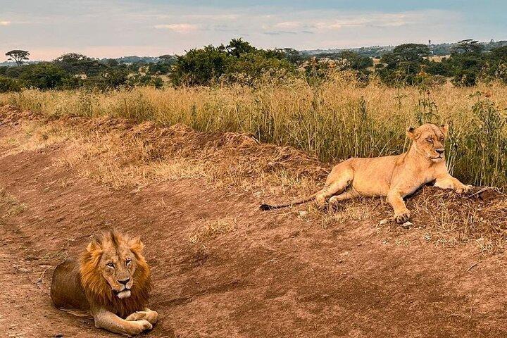 Discover Nairobi National Park, Africa's Only Urban Safari