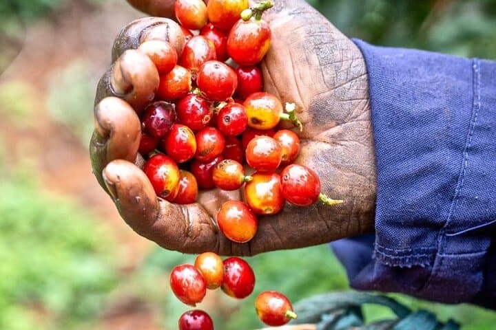 Private Half-Day Tour in Fairview Coffee Farm from Nairobi