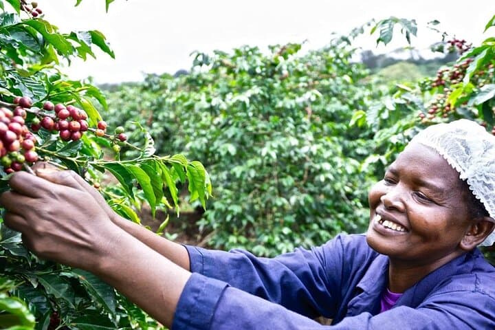 Private Half-Day Tour in Fairview Coffee Farm from Nairobi