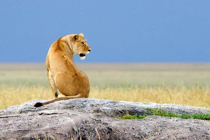 8 Days Ndutu Migration Wildlife Safari