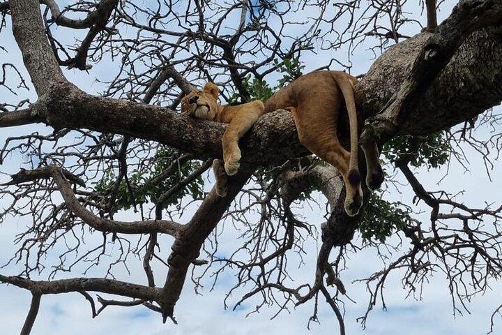 Leopard Luxury Safari in Tanzania