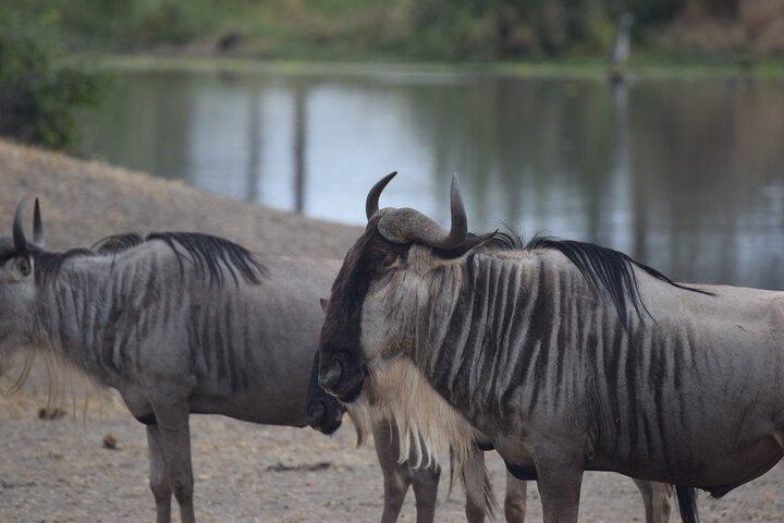 9 day round trip Serengeti-Great Migration and Lake Natron