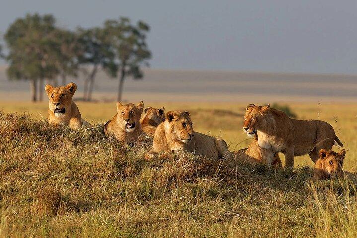 7 Days Wildlife & Lake Eyasi Safari Experience