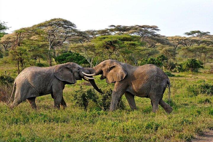 7 Days Wildlife & Lake Eyasi Safari Experience