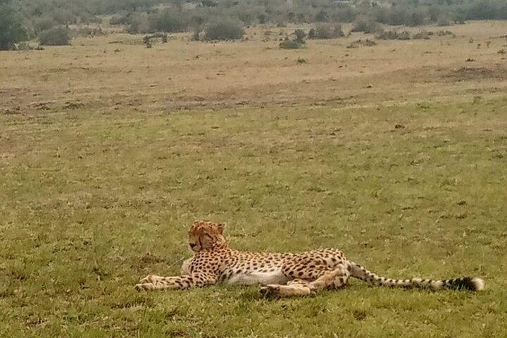 Day Trip to Amboseli National Park
