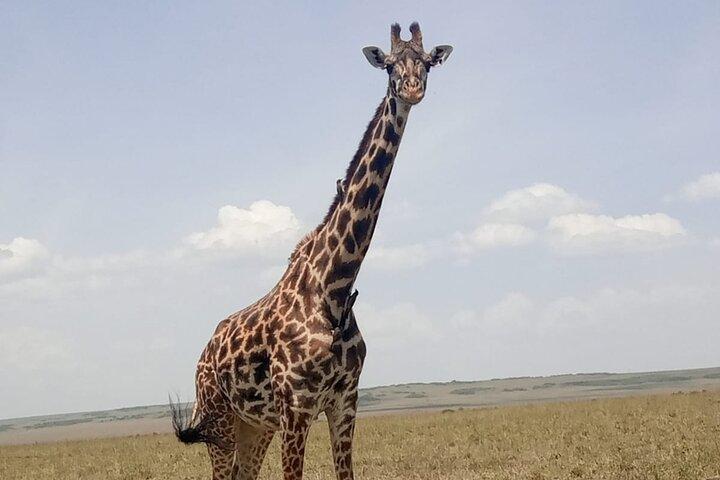 Day Trip to Amboseli National Park