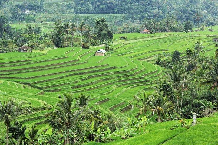 Bali UNESCO Sites: Water Temples and Jatiluwih Rice Terrace Tour
