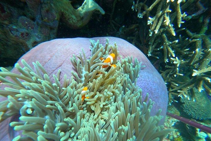 Private Bali Snorkling at blue lagoon