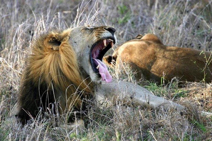 5 Days Tarangire, Serengeti & Ngorongoro Crater