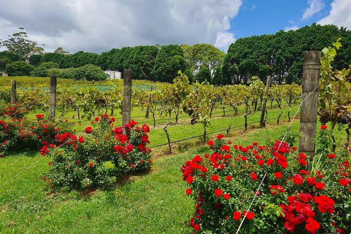 Mount Tamborine Wine Tasting Tour from Brisbane or the Gold Coast