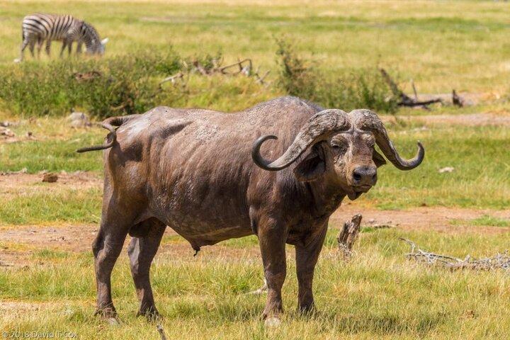 Private 2 Days Tour Amboseli National Park Safari
