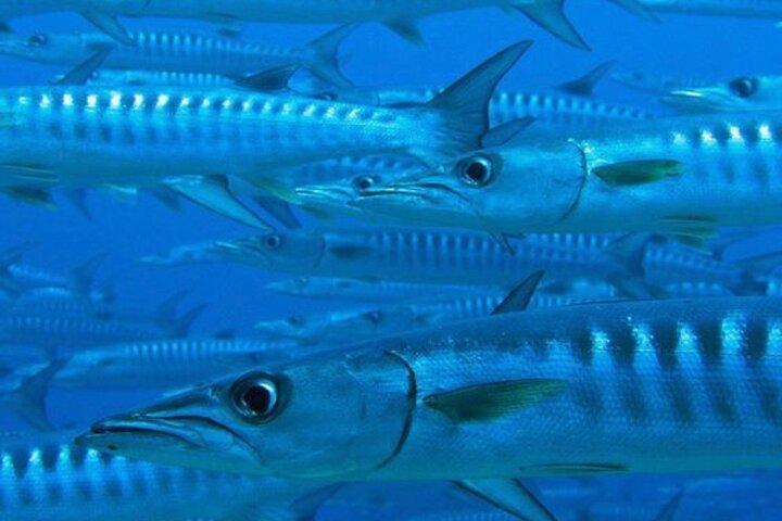 “Embark on a Professional and Passionate Scuba Diving Adventure!"