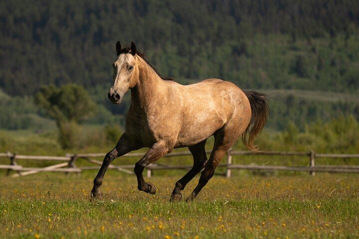 Horseback Riding with Grand Teton Views in Jackson Hole