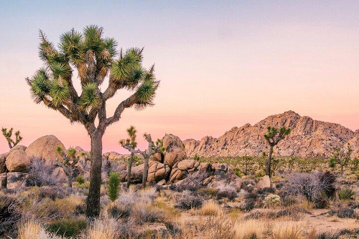 Palm Springs and Joshua Tree Self-Guided Driving Audio Tours