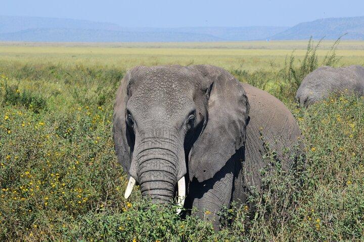 9 day round trip Serengeti-Great Migration and Lake Natron