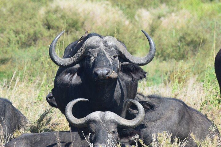 9 day round trip Serengeti-Great Migration and Lake Natron