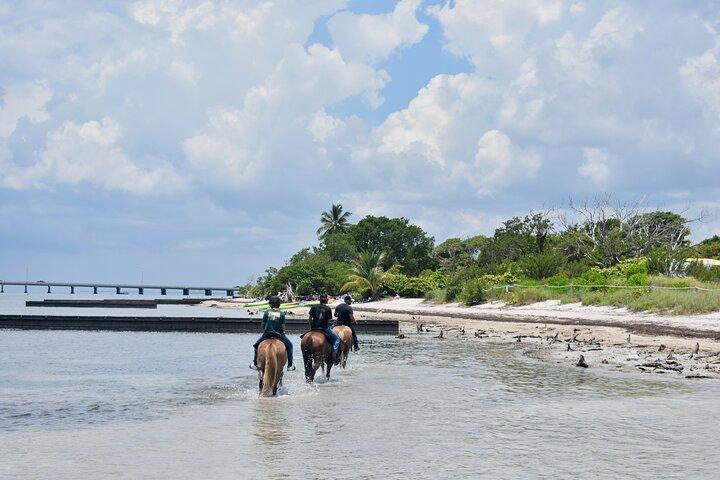 Guided Horseback Riding on The Pristine Waters of Miami Florida