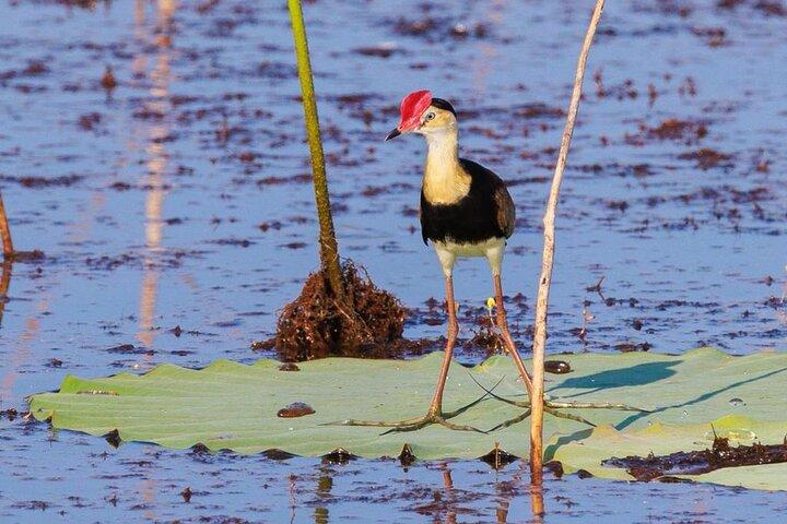LookAbout Darwin, Wetlands & Wildlife Premium Tour - Max 6 Guests