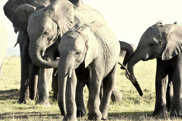 7 Days Masai Mara / Lake Nakuru / Lake Naivasha / Amboseli