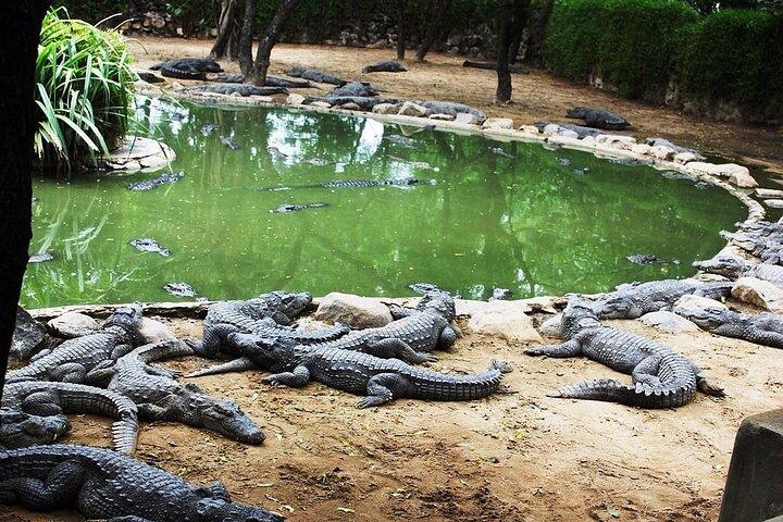 South of Mauritius : Crocodile park, lunch ,Rum and Tea Tasting