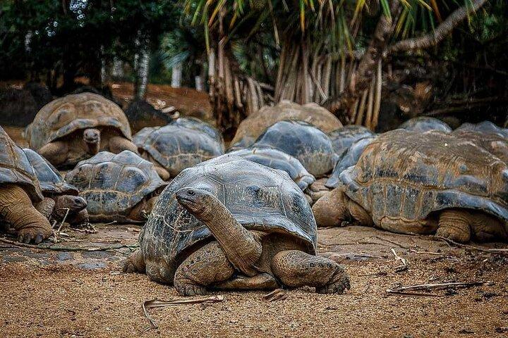South of Mauritius : Crocodile park, lunch ,Rum and Tea Tasting
