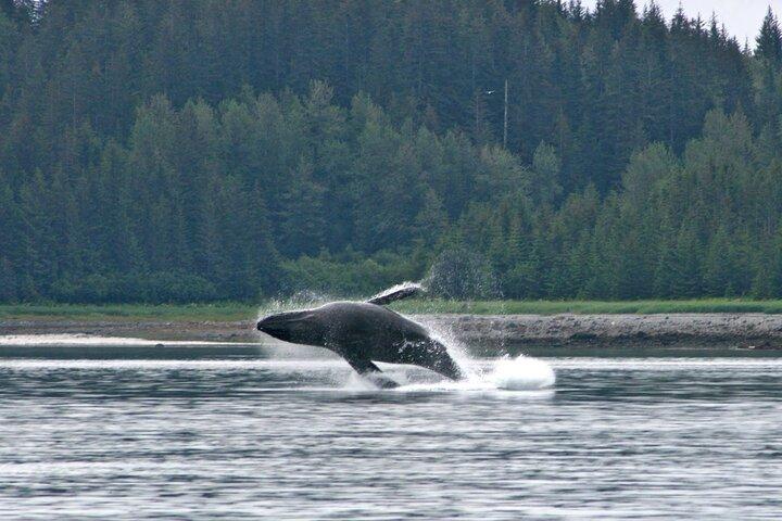 Best Whale Watching and Wildlife Shore Excursion in Sitka