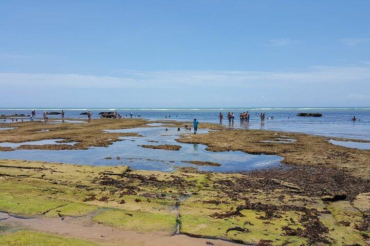Private Coconut Coast & Praia do Forte Tour - from Salvador