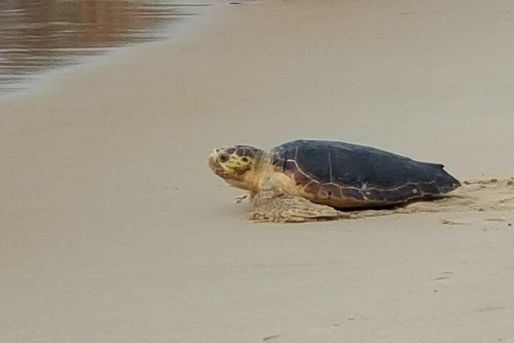 Private Coconut Coast & Praia do Forte Tour - from Salvador